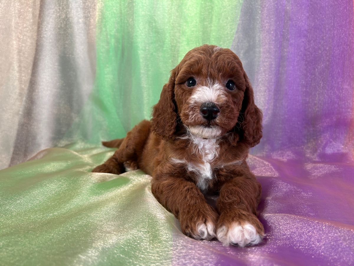 Dark Red Male Bichon Poodle Puppy for Sale DOB 6-15-2024 $500